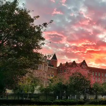 春天里的一抹亮丽，黄花风铃木下，我们踏青去！