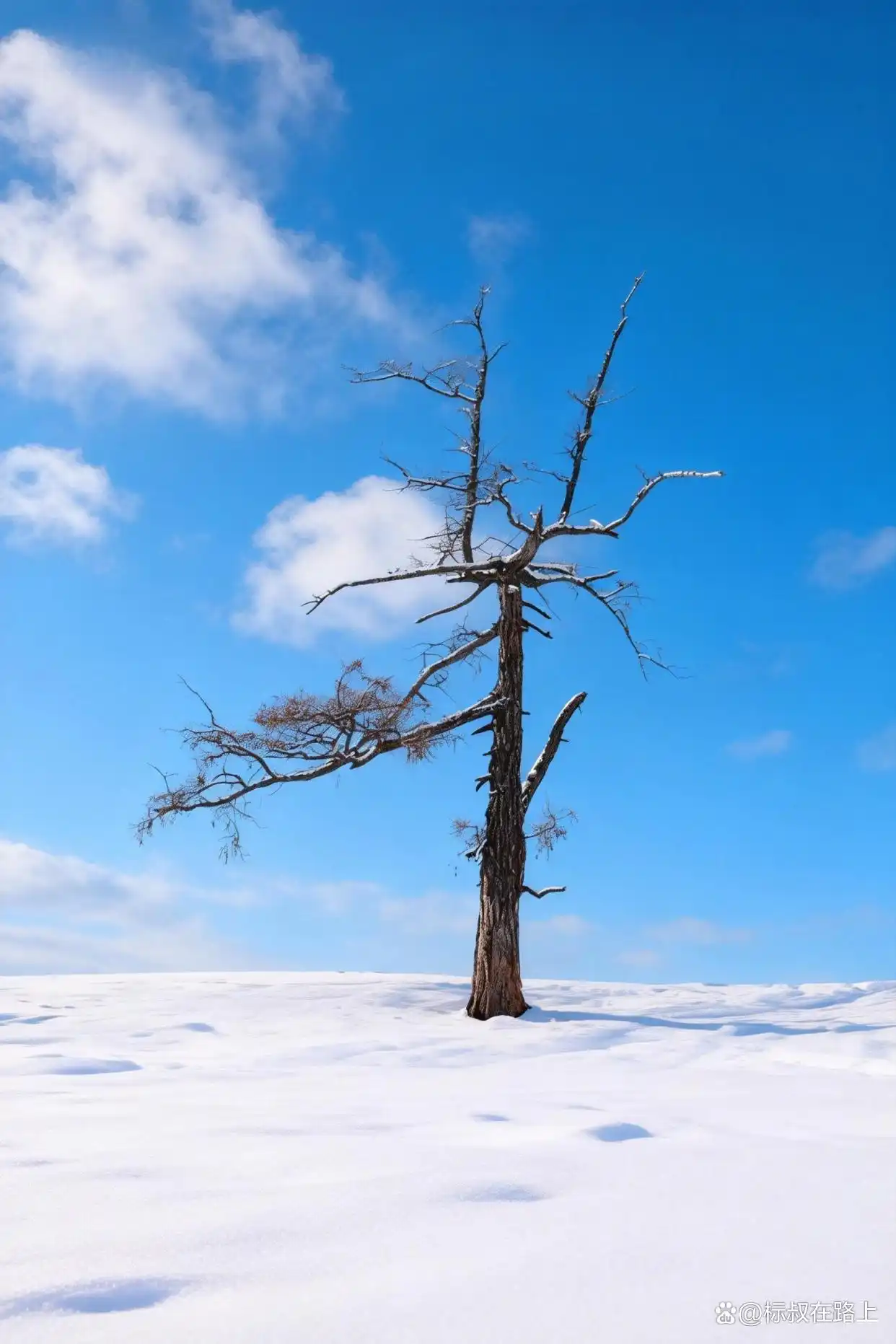 谁懂啊！阿勒泰的冬天，直接把我美哭一万次️！