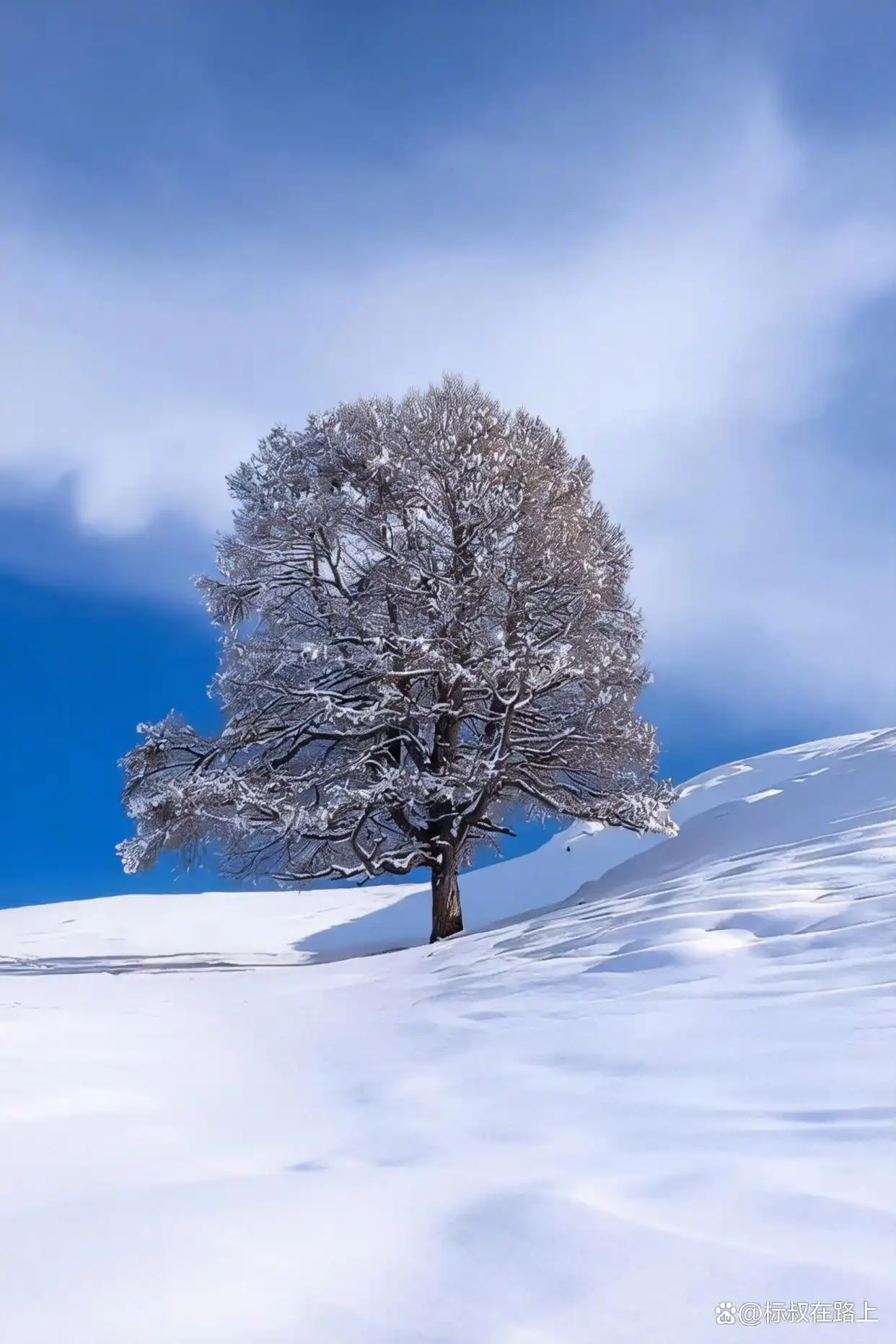 谁懂啊！阿勒泰的冬天，直接把我美哭一万次️！