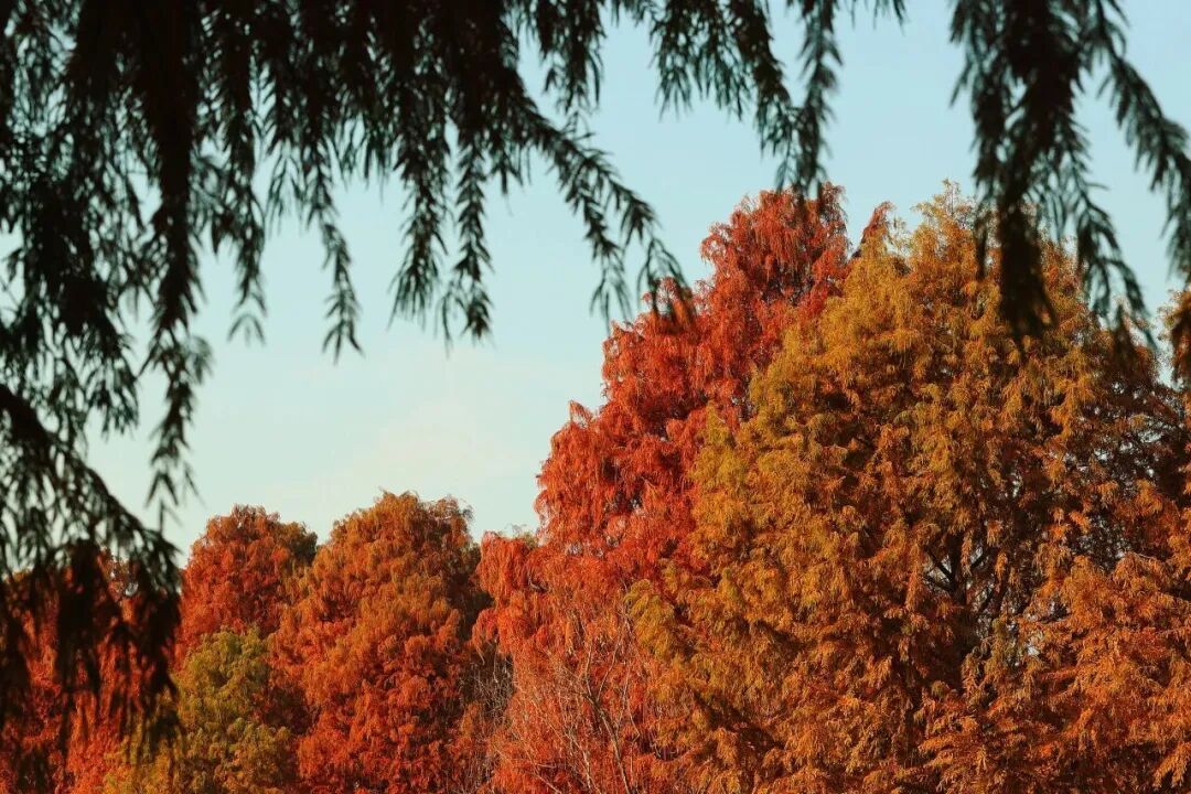 旅超·域见宝山｜马上出发！新春深度游、酒店休闲、邮轮度假尽在宝山！
