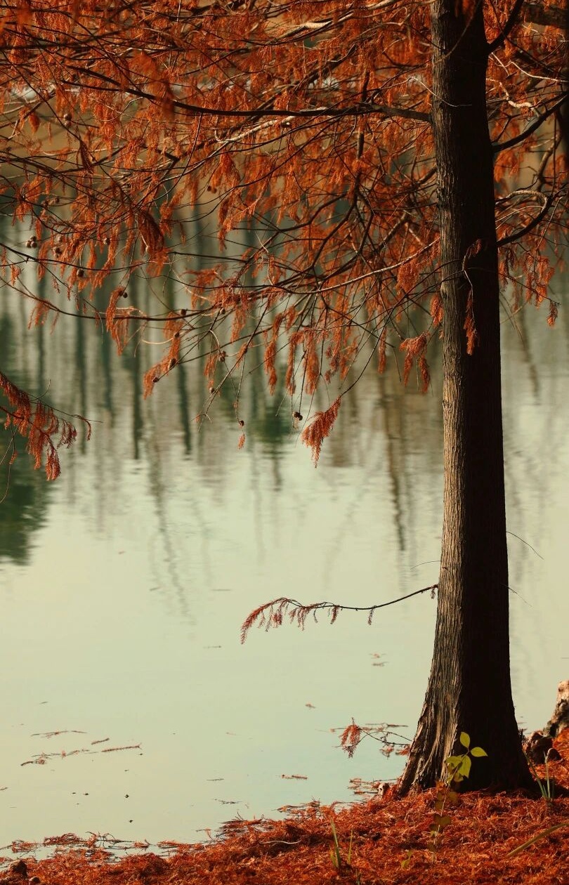 旅超·域见宝山｜马上出发！新春深度游、酒店休闲、邮轮度假尽在宝山！