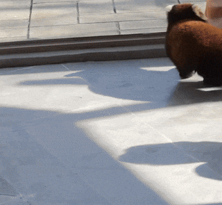 门票8元！杭州一动物园，正式开放！来了好多“新朋友”