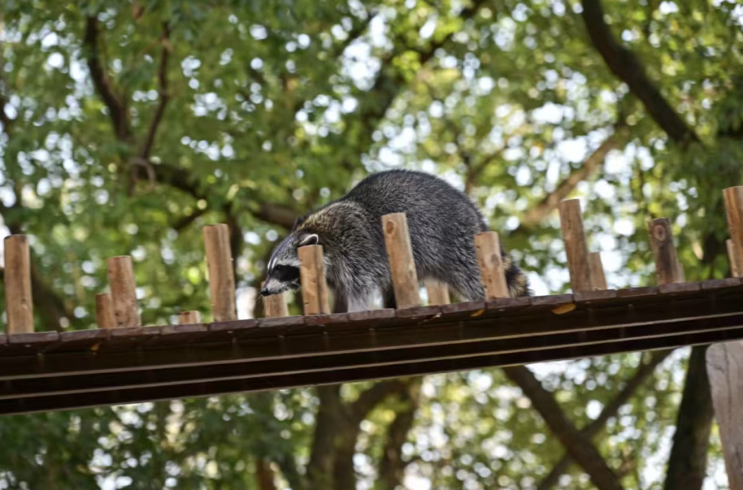 门票8元！杭州一动物园，正式开放！来了好多“新朋友”