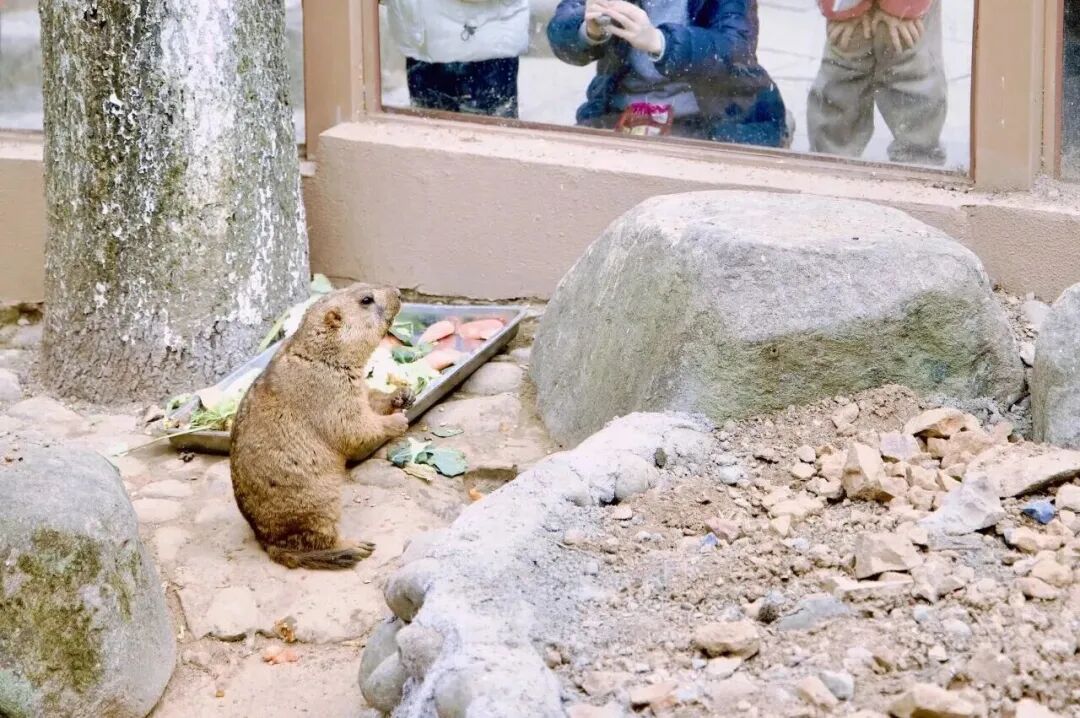 门票8元！杭州一动物园，正式开放！来了好多“新朋友”