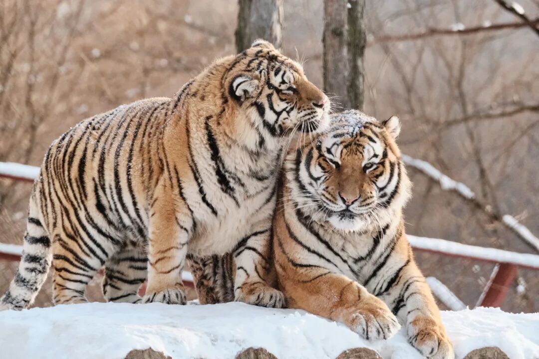 吉林长春十大好玩景点，长春最值得去的景点推荐，你去过几个？
