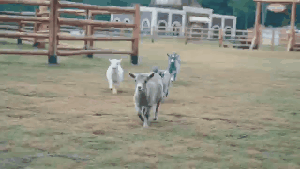 策马、登高、萌马贴贴，在龙岩过个“马”上快乐的周末