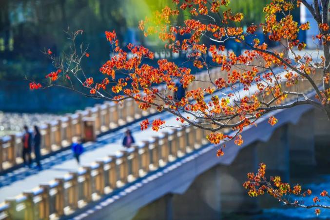 现在就出发！龙门石窟初冬高颜值美景已上线！