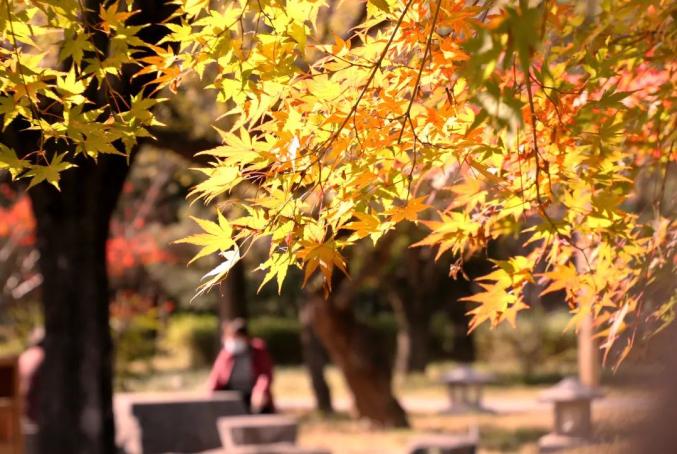 现在就出发！龙门石窟初冬高颜值美景已上线！