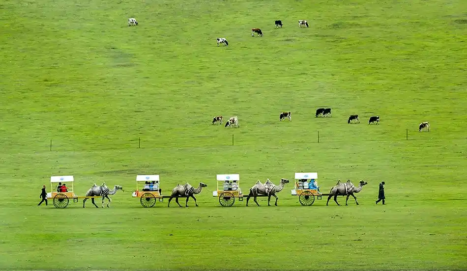 城事|呼伦贝尔19.5℃清凉“出圈”,感受夏日的山水图卷