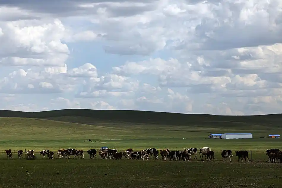 城事|呼伦贝尔19.5℃清凉“出圈”,感受夏日的山水图卷