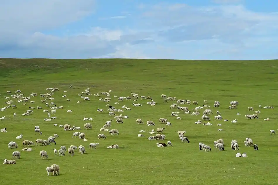 城事|呼伦贝尔19.5℃清凉“出圈”,感受夏日的山水图卷