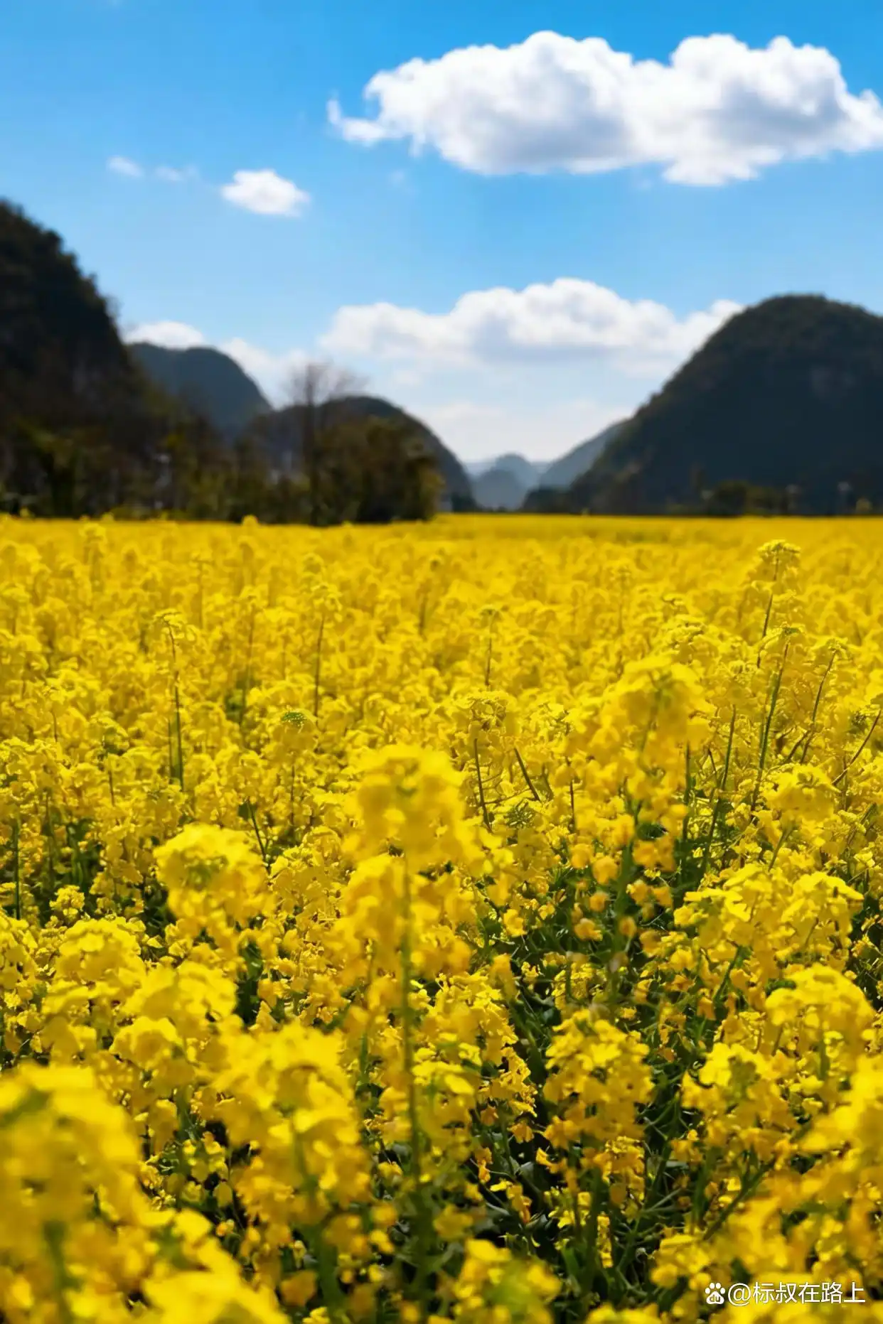 人生必打卡！春节带娃奔赴贵州万峰林，邂逅中国最早油菜花海！