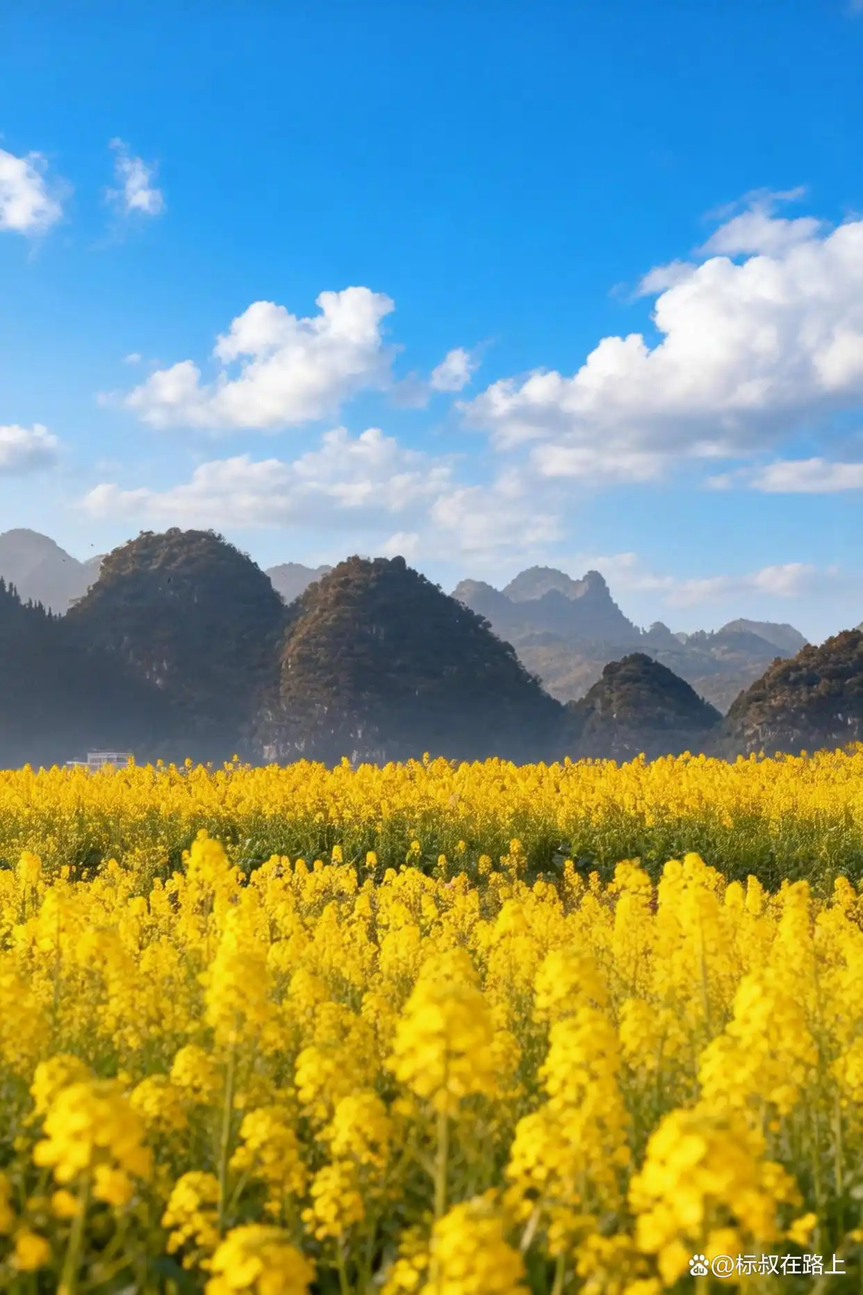 人生必打卡！春节带娃奔赴贵州万峰林，邂逅中国最早油菜花海！