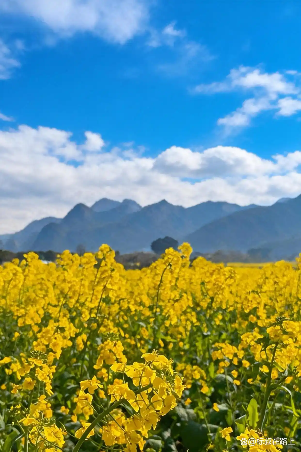 人生必打卡！春节带娃奔赴贵州万峰林，邂逅中国最早油菜花海！