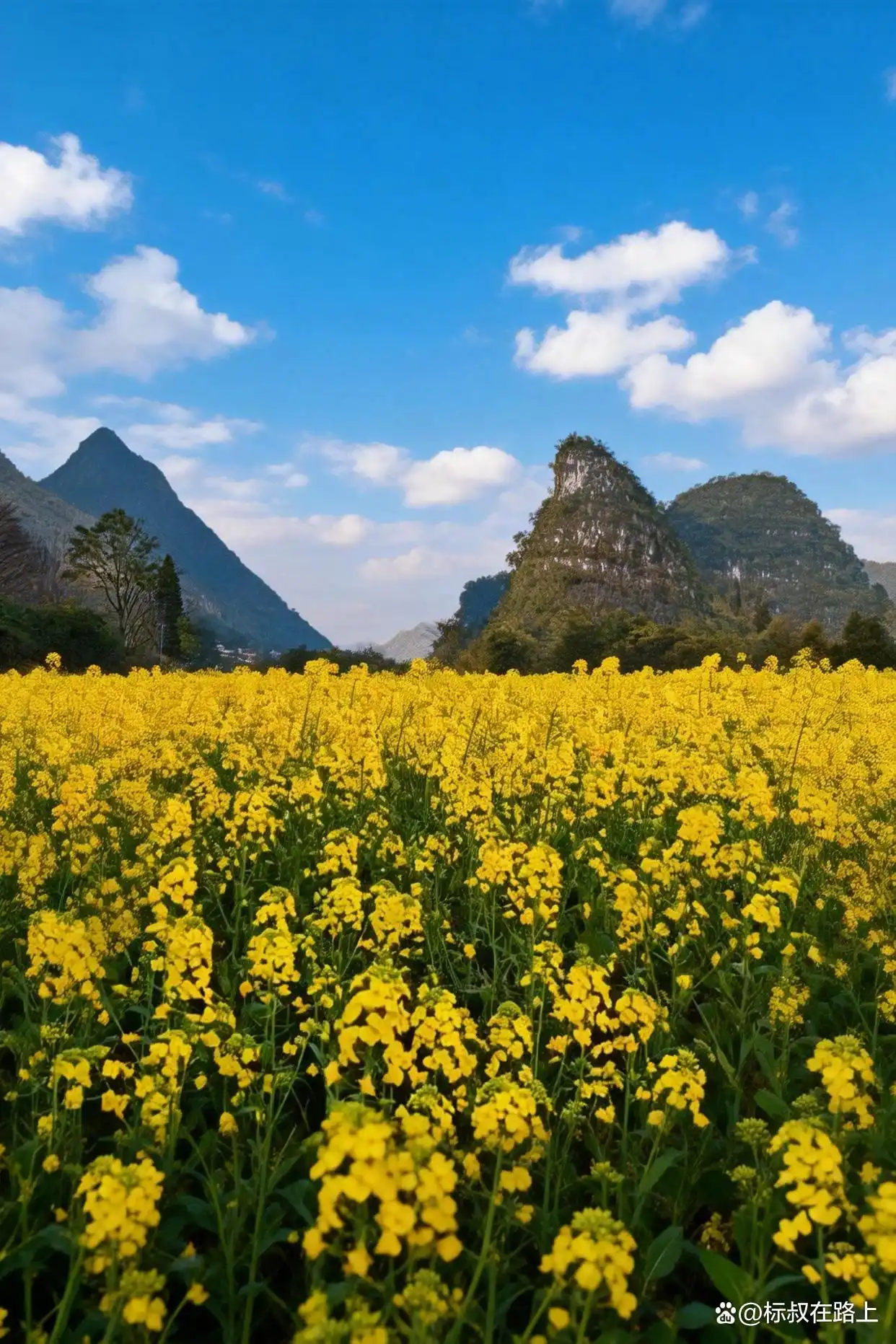 人生必打卡！春节带娃奔赴贵州万峰林，邂逅中国最早油菜花海！