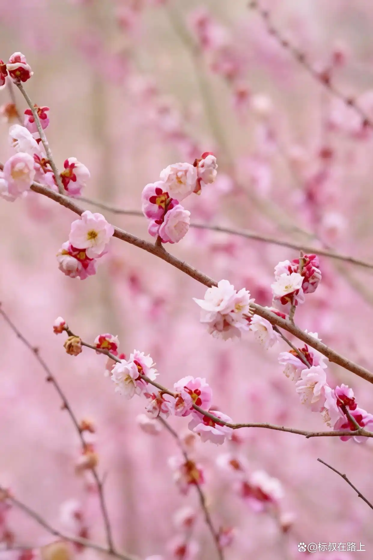 我在皖南上春天｜徽州版桃花源·卖花渔村