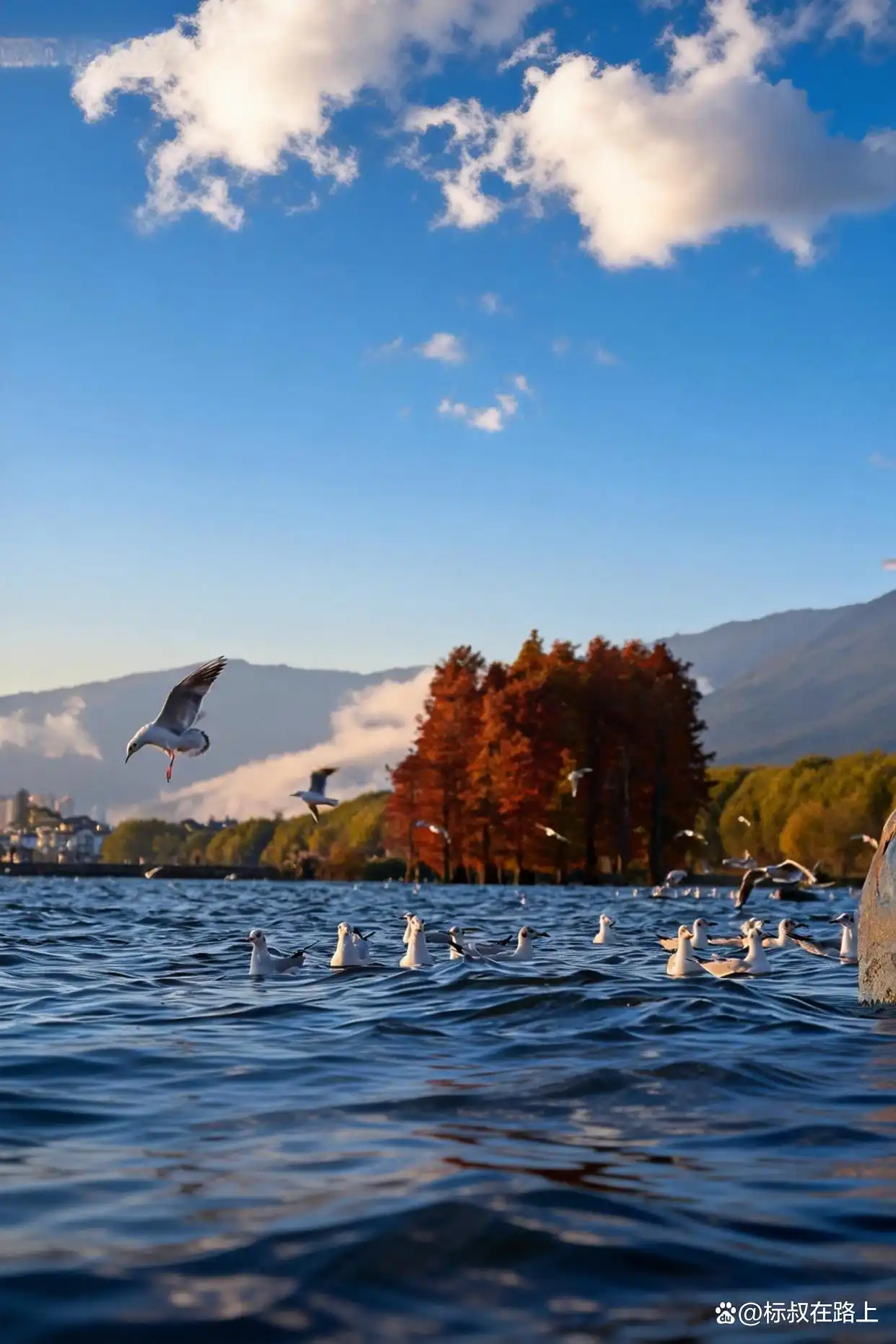 这个冬季,我们该去浪漫的大理洱海见一面了!️