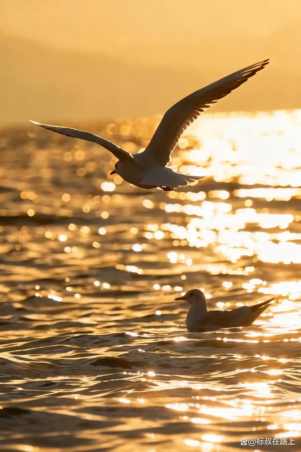 这个冬季,我们该去浪漫的大理洱海见一面了!️