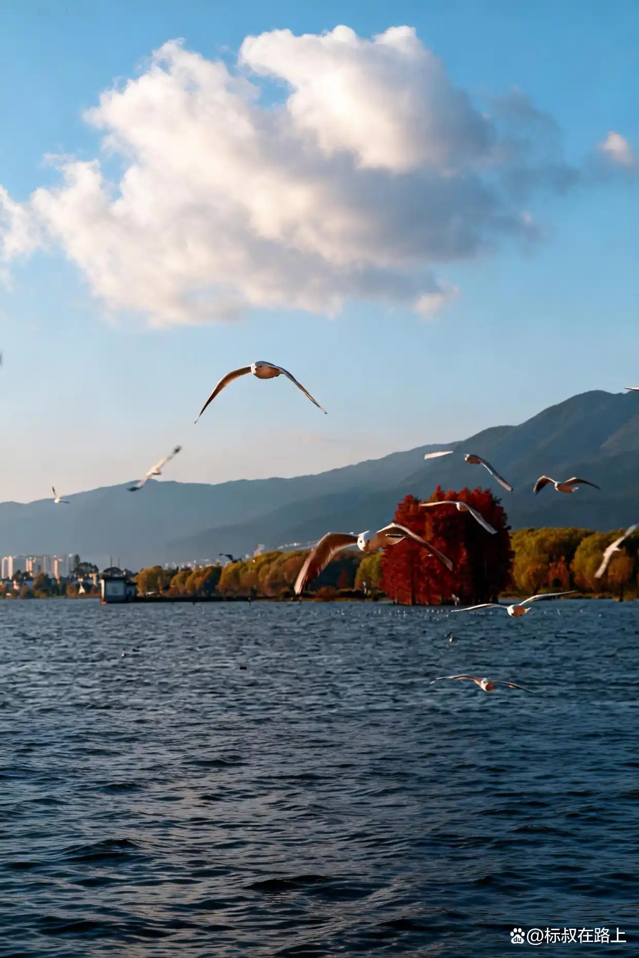 这个冬季,我们该去浪漫的大理洱海见一面了!️