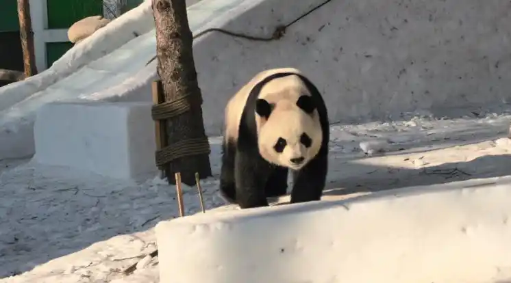 凭冰雪大世界改签/退票码逛太阳岛雪博会门票有特惠！