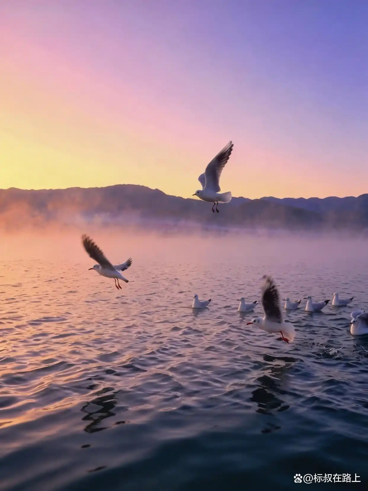 晨雾和海鸥，终于等到了仙境一样的泸沽湖！