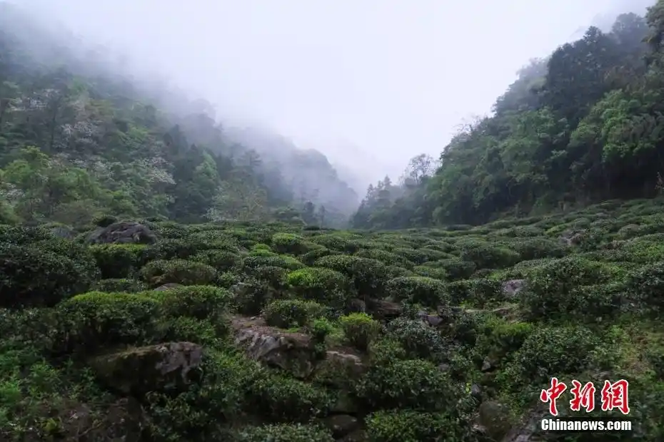 何以中国｜云雾缭绕间遇见水墨丹青武夷山