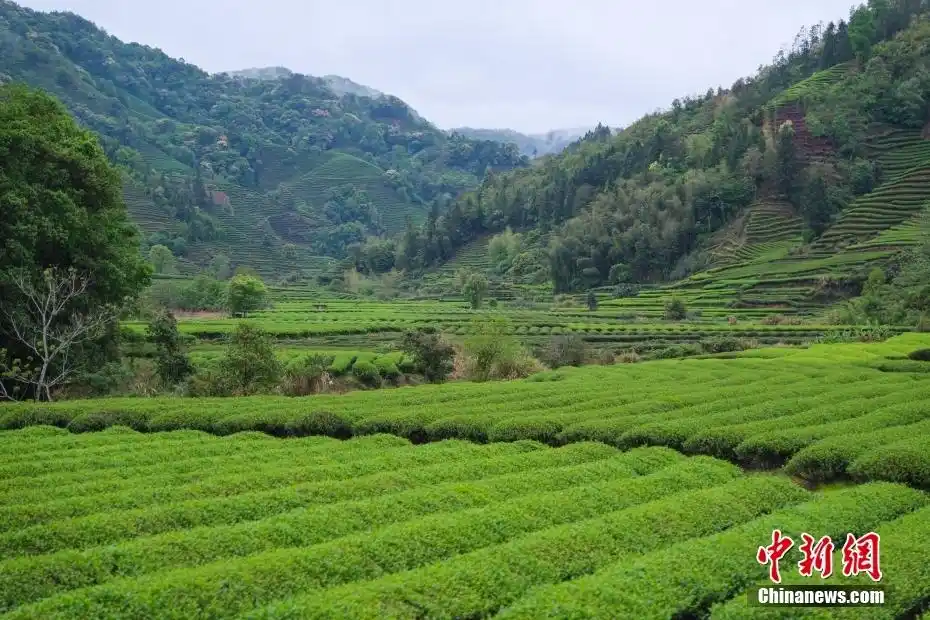 何以中国｜云雾缭绕间遇见水墨丹青武夷山