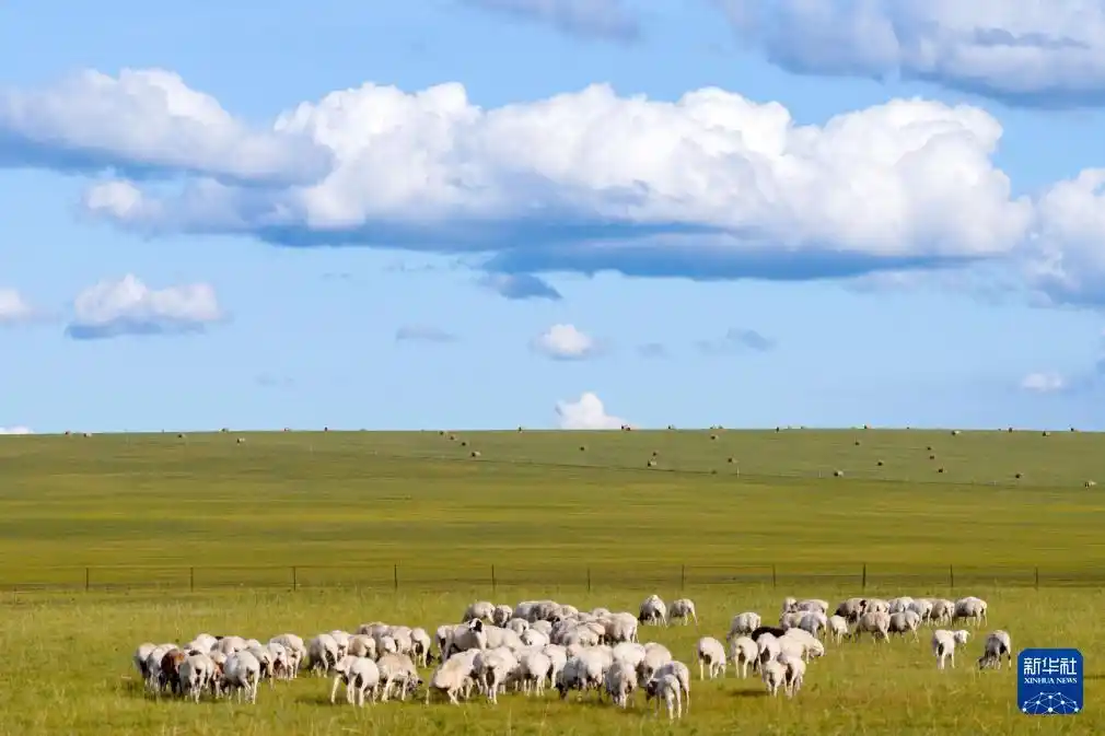 美丽中国丨呼伦贝尔大草原秋景如画