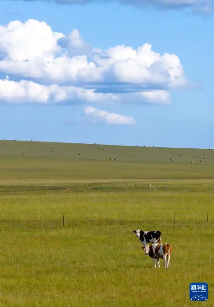 美丽中国丨呼伦贝尔大草原秋景如画