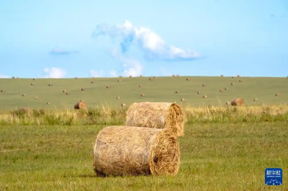 美丽中国丨呼伦贝尔大草原秋景如画