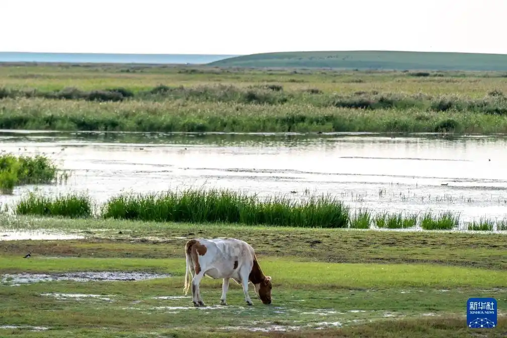 美丽中国丨呼伦贝尔大草原秋景如画