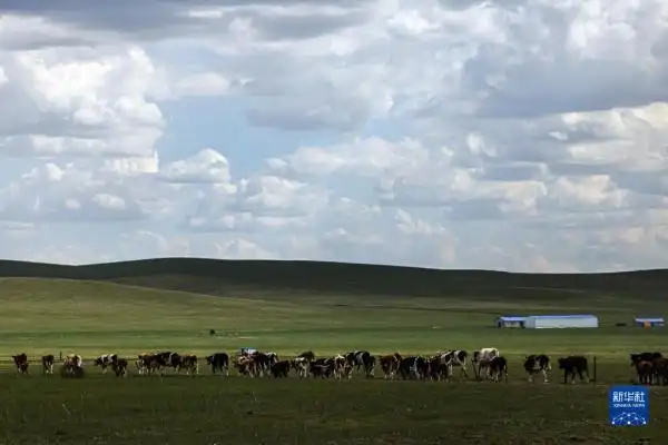 呼伦贝尔大草原夏日即景