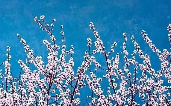 河南这些景区，向所有女士免门票