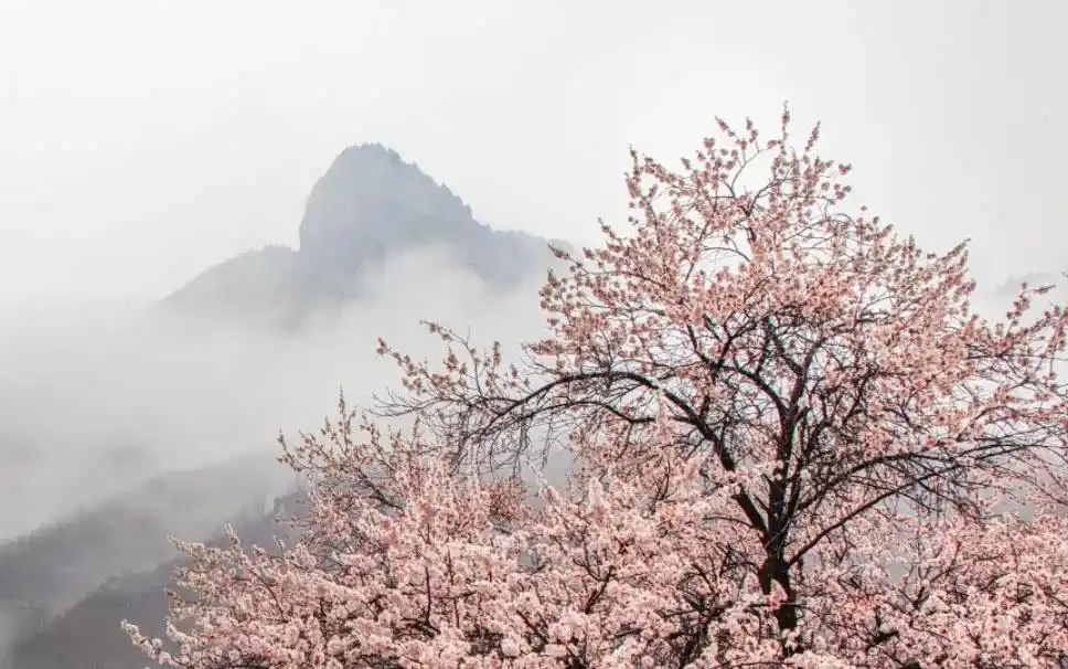 河南这些景区，向所有女士免门票