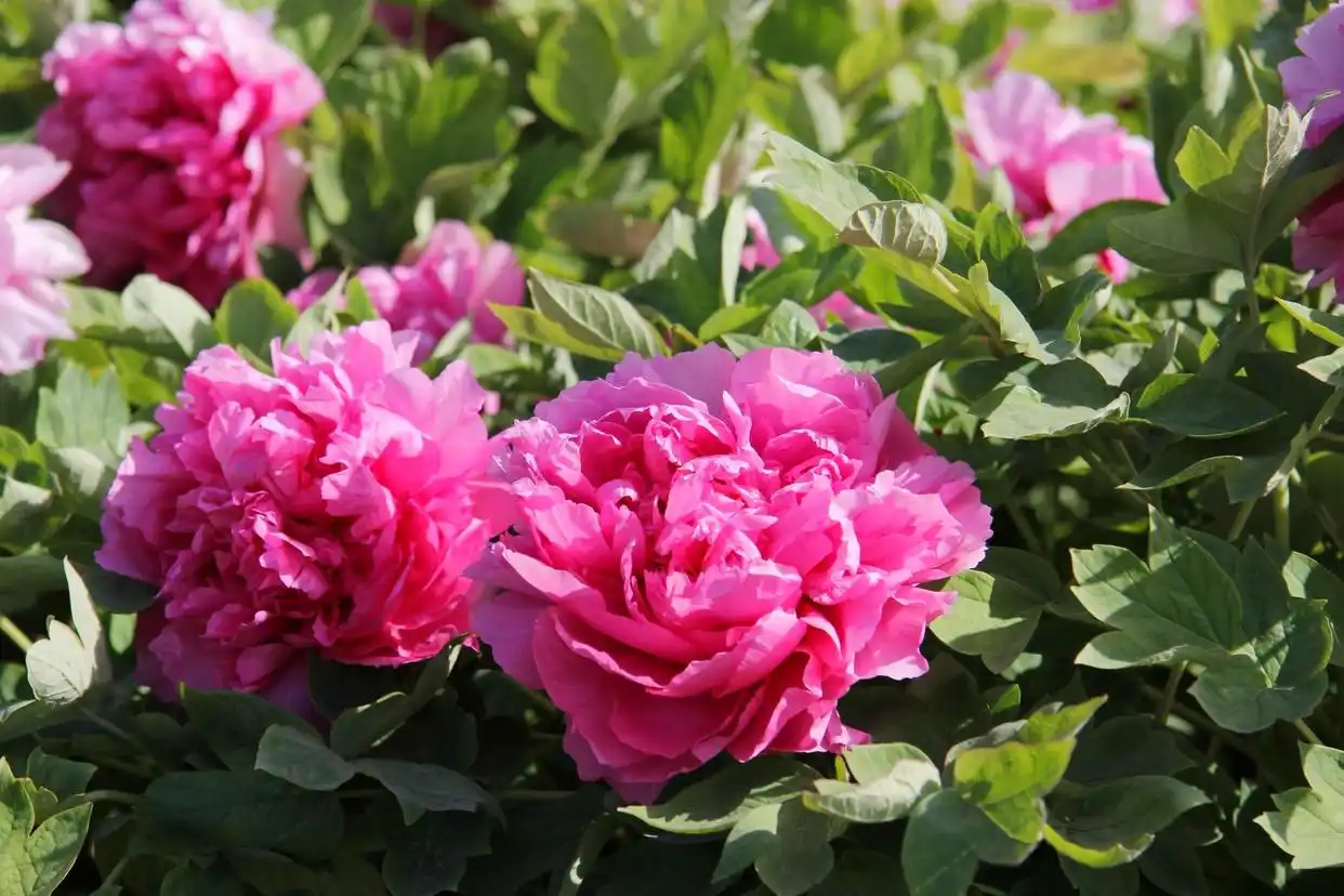 洛阳适合春天打卡的7个景点推荐→