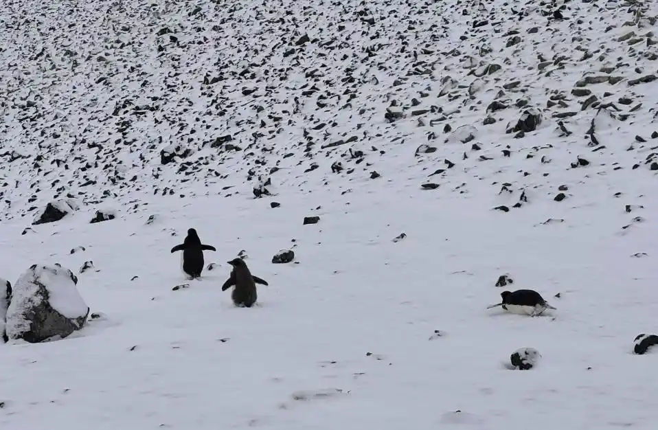 “船票8万的豪华邮轮弄丢行李，拒赔还恐吓游客”，该被315打假的南极游成了中产噩梦？
