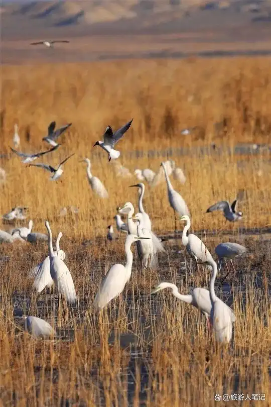 阿勒泰“6大旅行地”：每一处，都是读懂这座城的密码