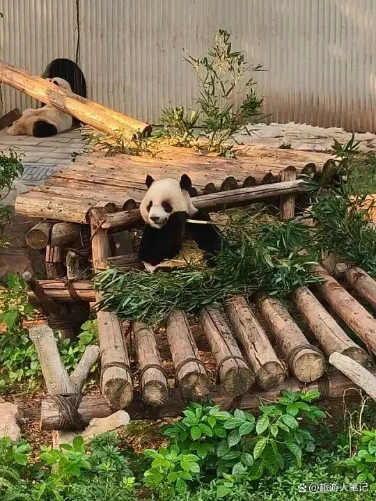 2026中国十大动物园排行榜出炉!如果你今年有带孩子出游的计划,这篇建议先收藏