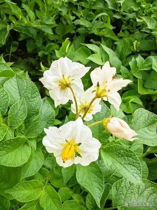 8种天外蔬菜,全世界只有云南独有!外地人见都没见过,本地人年年必吃,老天爷单独给它开了美食特权