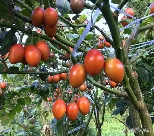 8种天外蔬菜,全世界只有云南独有!外地人见都没见过,本地人年年必吃,老天爷单独给它开了美食特权