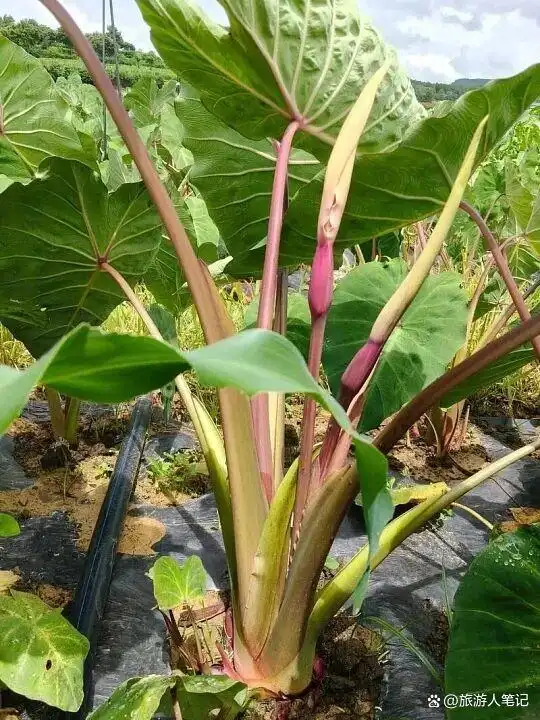 8种天外蔬菜,全世界只有云南独有!外地人见都没见过,本地人年年必吃,老天爷单独给它开了美食特权