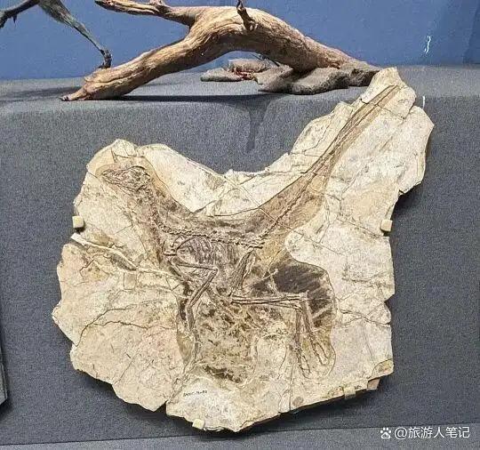 恐龙没有灭绝,它们只是换了一身羽毛,别被骗了,你吃的炸鸡就是证据