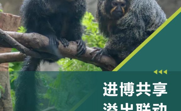 上海动物园进博会期间对持证人员提供门票八折优惠