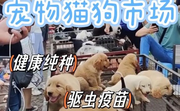 家门口的宠物乐园惹争议！南宁某小区居民为何集体反对？