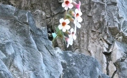 龙门石窟一佛窟石缝开出一株野花，景区讲解员：不少石窟都有野花