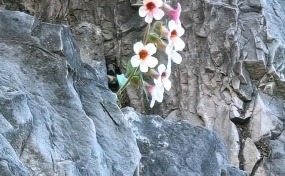 龙门石窟一佛窟石缝开出一株野花，景区讲解员：不少石窟都有野花