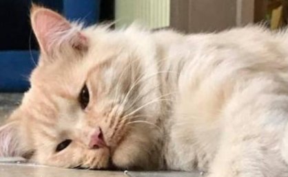 黄山旅游的w底形态揭示了哪些市场动态？