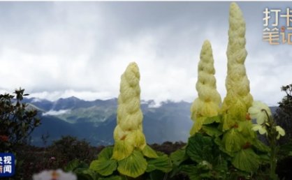 在 去 林 芝 可 太 香 了 ！
