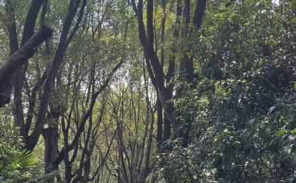 南昌一处林间小路成新晋网红打卡地，被称为现实版的“绿野仙踪”